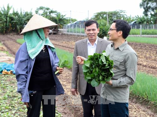 Phó Thủ tướng Vũ Đức Đam khảo sát mô hình trồng rau an toàn tại Hưng Yên ảnh 1